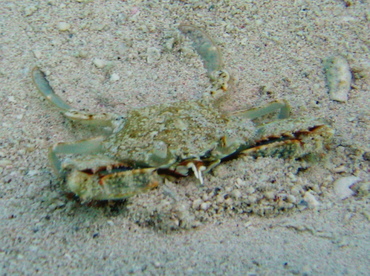 Common Blue Crab - Callinectes sapidus - Turks and Caicos