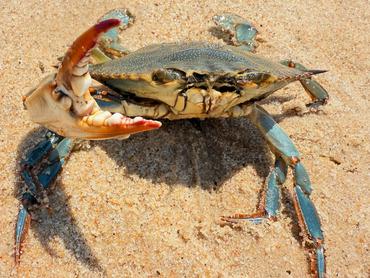 Atlantic Blue Crab - Callinectes sapidus - Delaware Bay