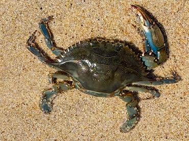Atlantic Blue Crab - Callinectes sapidus - Delaware Bay