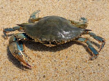 Atlantic Blue Crab - Callinectes sapidus - Delaware Bay