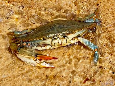 Atlantic Blue Crab - Callinectes sapidus - Delaware Bay