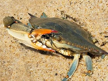 Atlantic Blue Crab - Callinectes sapidus - Delaware Bay