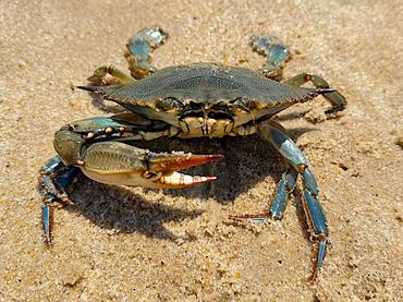 Atlantic Blue Crab - Callinectes sapidus - Delaware Bay