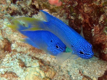 Blue Damsel - Pomacentrus pavo - Yap, Micronesia