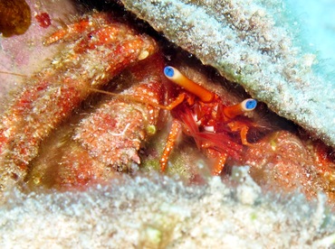 Blue-Eye Hermit Crab - Paguristes sericeus - Cozumel, Mexico