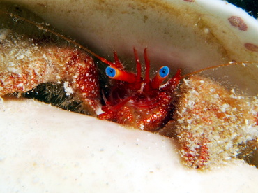 Blue-Eye Hermit Crab - Paguristes sericeus - Turks and Caicos