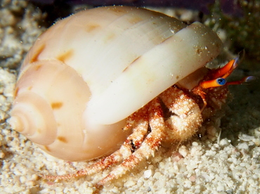 Blue-Eye Hermit Crab - Paguristes sericeus - Eleuthera, Bahamas