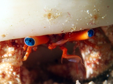 Blue-Eye Hermit Crab - Paguristes sericeus - Eleuthera, Bahamas