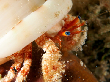 Blue-Eye Hermit Crab - Paguristes sericeus - Eleuthera, Bahamas