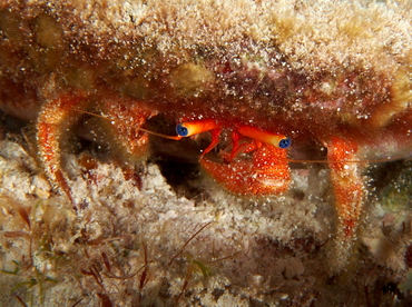 Blue-Eye Hermit Crab - Paguristes sericeus - Cozumel, Mexico