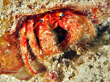 Blue-Eye Hermit Crab - Paguristes sericeus - Cozumel, Mexico
