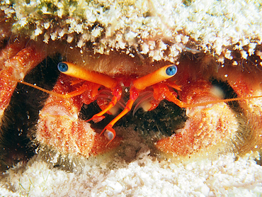 Blue-Eye Hermit Crab - Paguristes sericeus - Cozumel, Mexico