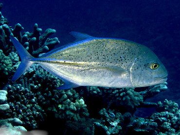 Bluefin Trevally - Caranx melampygus - Great Barrier Reef, Australia