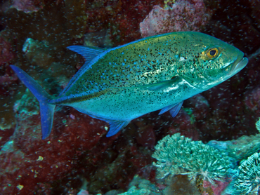 Bluefin Trevally - Caranx melampygus - Great Barrier Reef, Australia