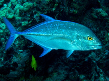 Bluefin Trevally - Caranx melampygus - Big Island, Hawaii