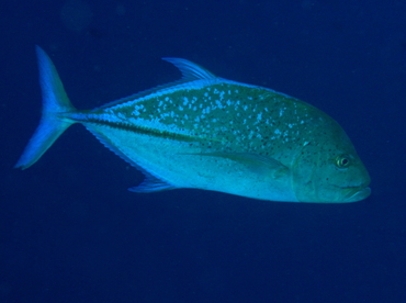 Bluefin Trevally - Caranx melampygus - Palau