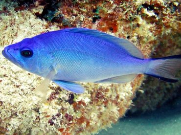 Blue Hamlet - Hypoplectrus gemma - Key Largo, Florida