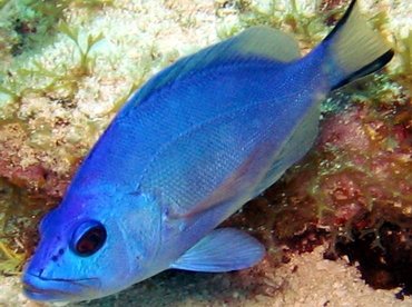 Blue Hamlet - Hypoplectrus gemma - Key Largo, Florida