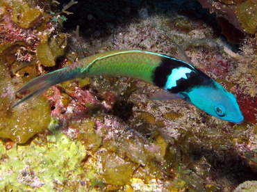 Bluehead - Thalassoma bifasciatum - Grand Cayman