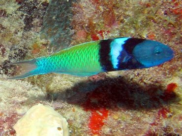 Bluehead - Thalassoma bifasciatum - Key Largo, Florida