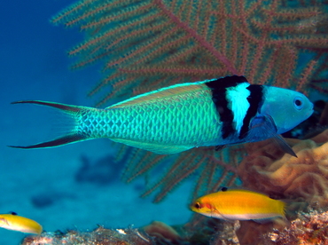 Bluehead - Thalassoma bifasciatum - Belize