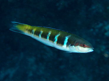 Bluehead - Thalassoma bifasciatum - Cozumel, Mexico