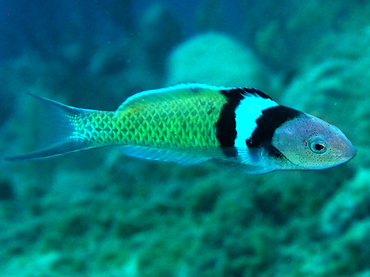 Bluehead - Thalassoma bifasciatum - Turks and Caicos