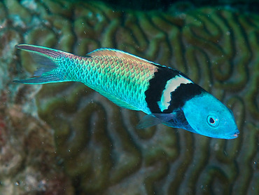 Bluehead - Thalassoma bifasciatum - Bonaire