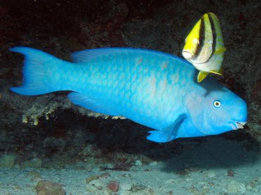 Blue Parrotfish - Scarus coeruleus - Isla Mujeres, Mexico