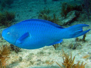 Blue Parrotfish - Scarus coeruleus - Key Largo, Florida