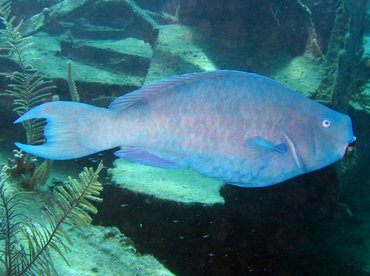 Blue Parrotfish - Scarus coeruleus - Nassau, Bahamas