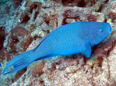 Blue Parrotfish - Scarus coeruleus - Key Largo, Florida