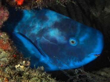 Blue Parrotfish - Scarus coeruleus - Palm Beach, Florida
