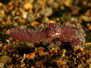 Blue-Ringed Octopus - Hapalochlaena spp. - Anilao, Philippines