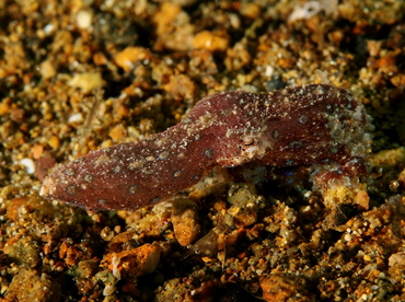 Blue-Ringed Octopus - Hapalochlaena spp. - Anilao, Philippines