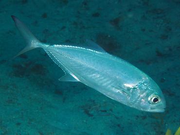 Blue Runner - Caranx crysos - British Virgin Islands