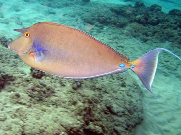 Bluespine Unicornfish - Naso unicornis - Maui, Hawaii