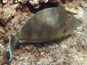 Bluespine Unicornfish - Naso unicornis - Maui, Hawaii