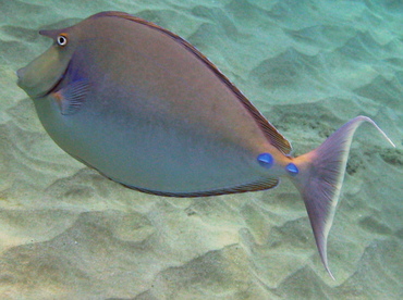 Bluespine Unicornfish - Naso unicornis - Maui, Hawaii