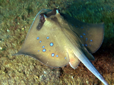 Blue-Spotted Stingray - Neotrygon kuhlii - Lembeh Strait, Indonesia