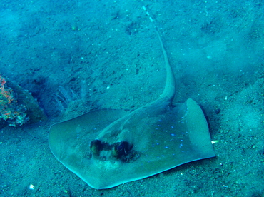 Blue-Spotted Stingray - Neotrygon kuhlii - Bali, Indonesia