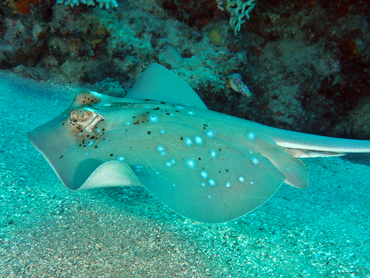 Blue-Spotted Stingray - Neotrygon kuhlii - Great Barrier Reef, Australia