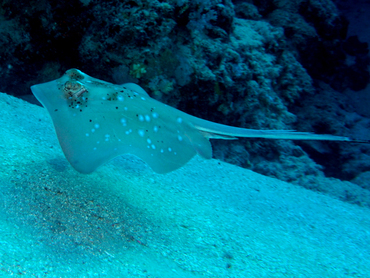 Blue-Spotted Stingray - Neotrygon kuhlii - Great Barrier Reef, Australia