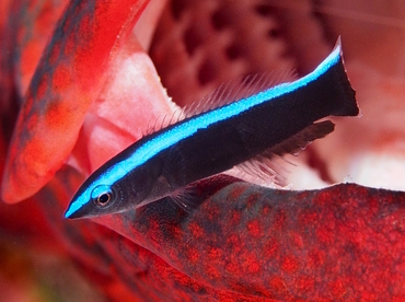 Bluestreak Cleaner Wrasse - Labroides dimidiatus - Bali, Indonesia