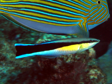 Bluestreak Cleaner Wrasse - Labroides dimidiatus - Great Barrier Reef, Australia