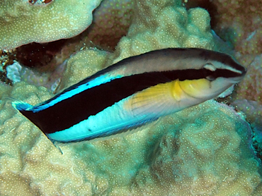 Bluestreak Cleaner Wrasse - Labroides dimidiatus - Great Barrier Reef, Australia