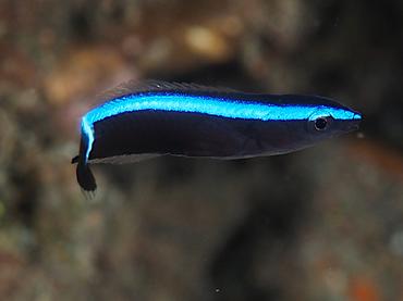 Bluestreak Cleaner Wrasse - Labroides dimidiatus - Bali, Indonesia