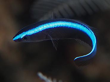 Bluestreak Cleaner Wrasse - Labroides dimidiatus - Bali, Indonesia