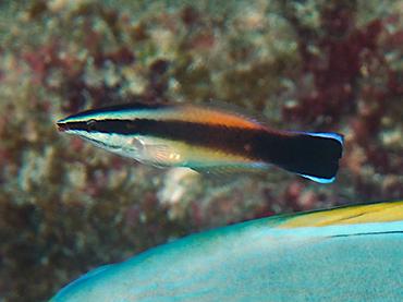 Bluestreak Cleaner Wrasse - Labroides dimidiatus - Rangiroa, French Polynesia
