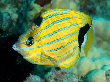 Bluestripe Butterflyfish - Chaetodon fremblii - Oahu, Hawaii